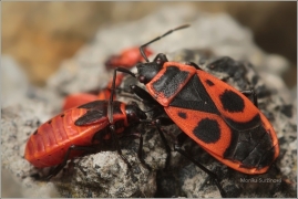 <p>RUMĚNICE POSPOLNÁ (Pyrrhocoris apterus) (Jiříkov)</p>